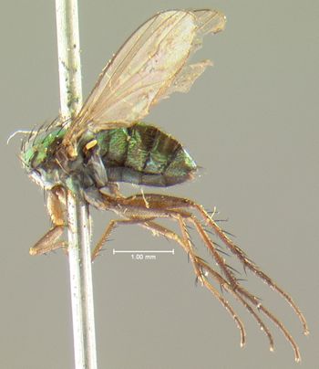Media type: image;   Entomology 12945 Aspect: habitus lateral view